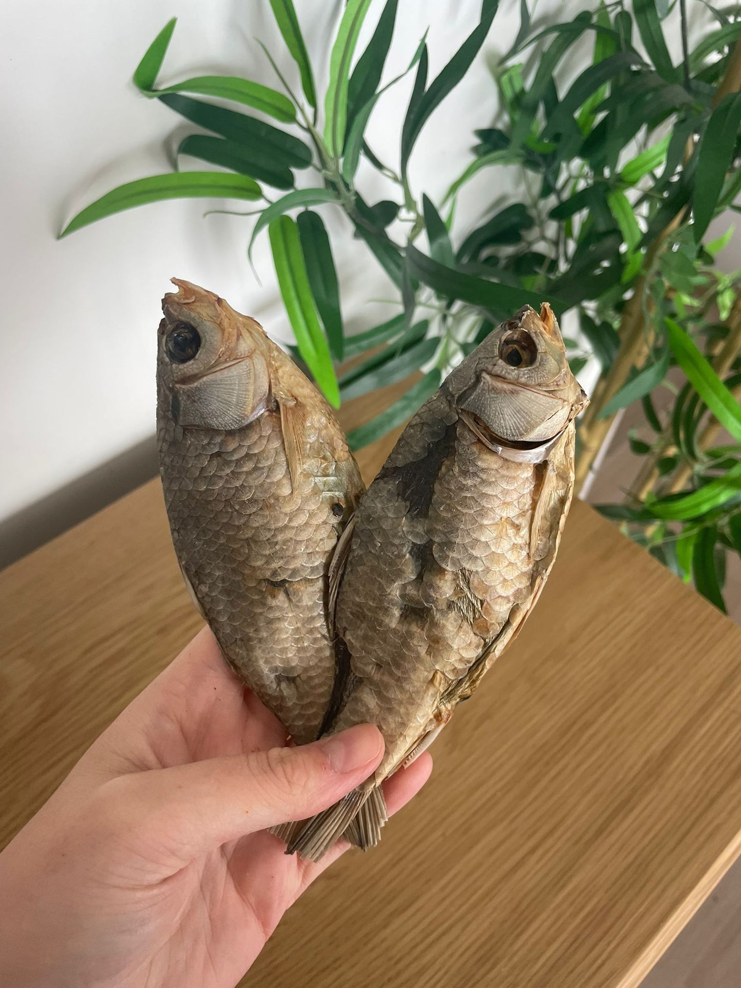 Carassins
