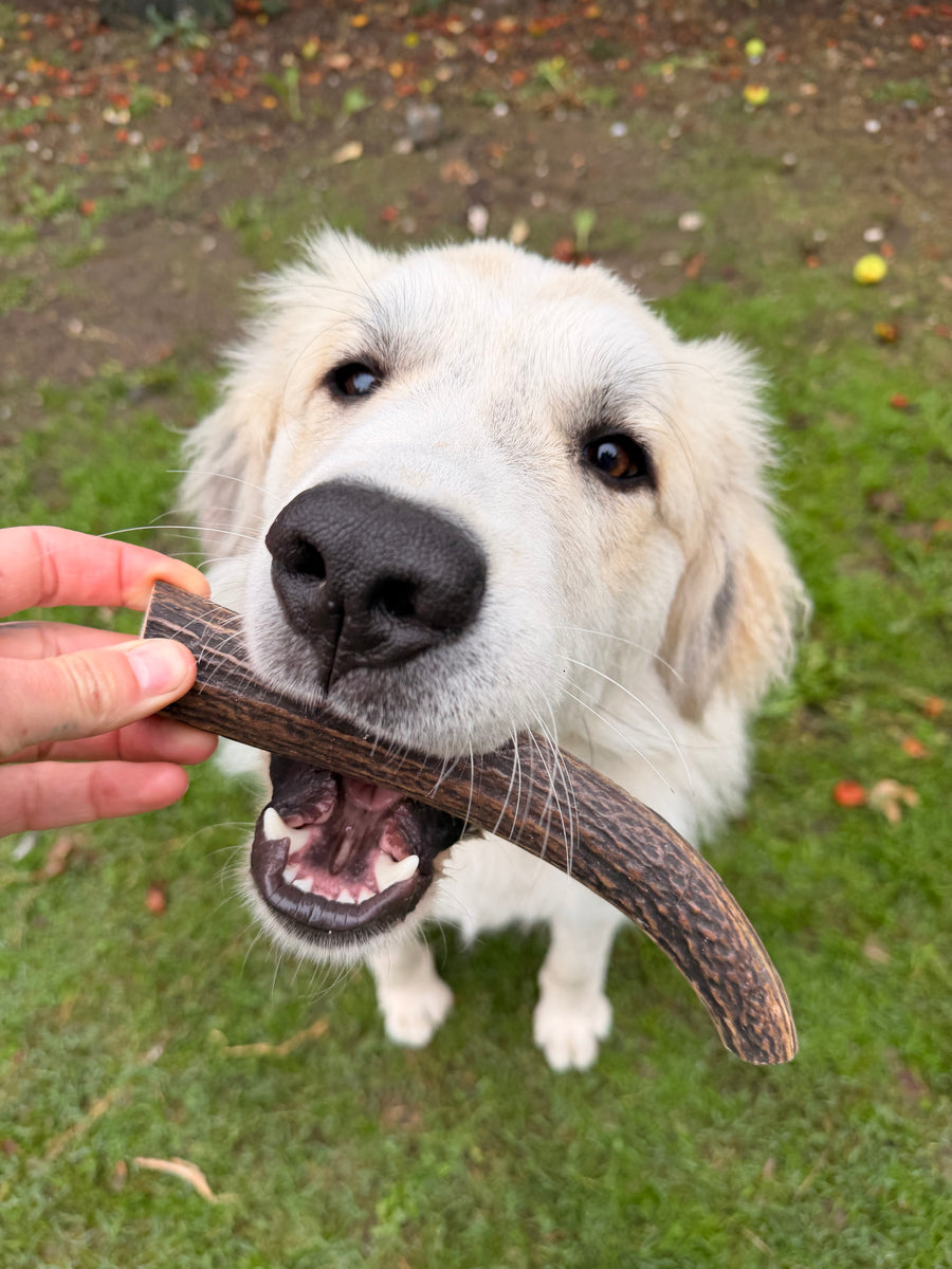 chien pour